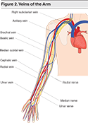 Figure-2-Veins-of-the-Arm