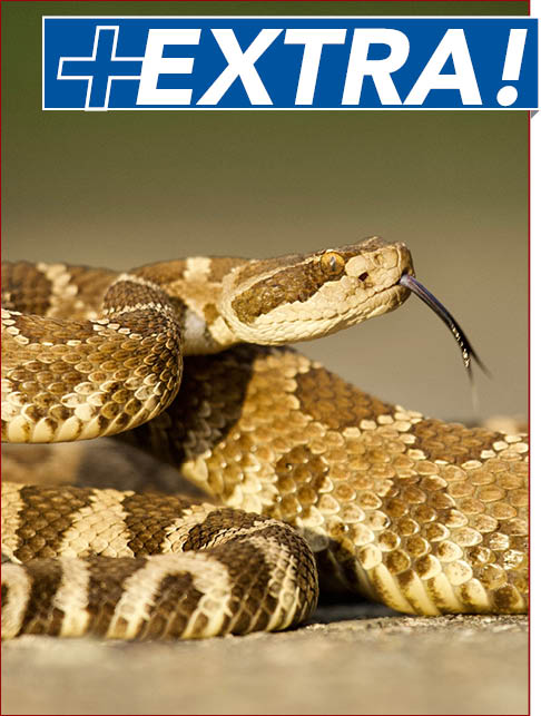 Emergency Department Management of North American Snake Envenomations - Trauma EXTRA Supplement (Trauma CME and Pharmacology CME)